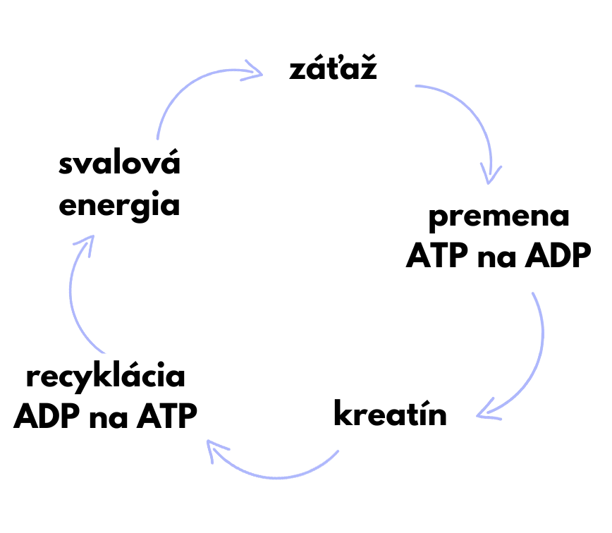 jak-funguje-kreatin-SK